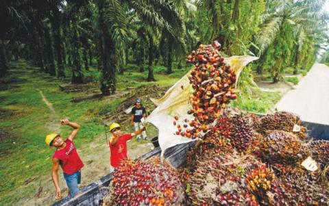 أسعار زيت النخيل تواصل ارتفاعها… وتوقعات بارتفاع الطلب الصيني