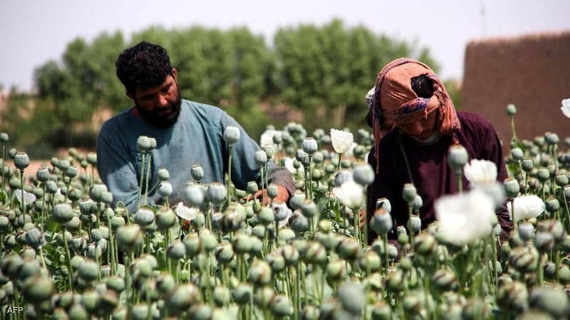 الأفيون بدل الفواكه.. مزارعو أفغانستان يتحولون إلى زراعة “الخشخاش