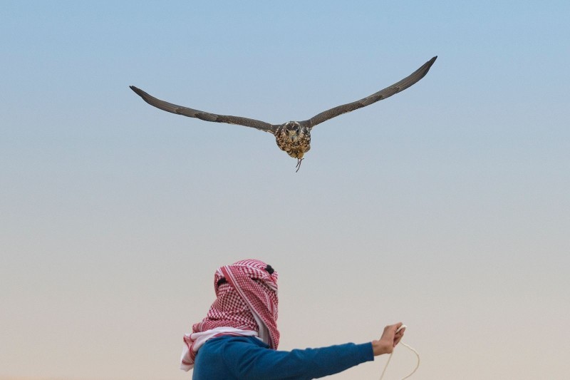 مهرجان الملك عبدالعزيز للصقور ينطلق غدا بمشاركة نخبة من الصقارين السعوديين والدوليين – أخبار السعودية