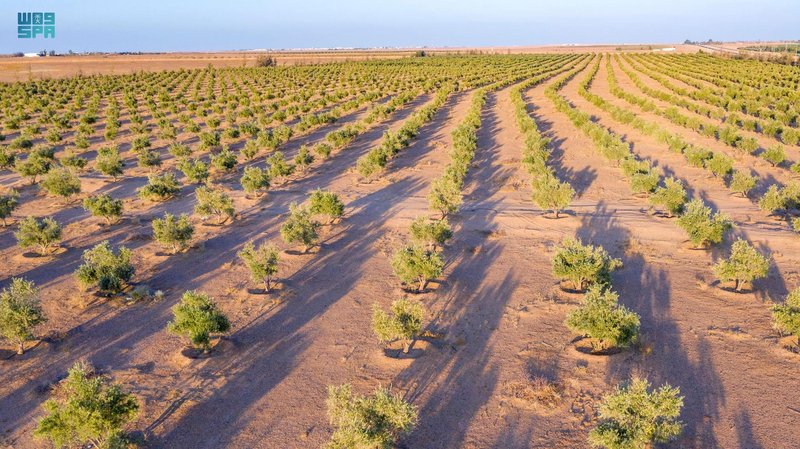 18 مليون شجرة “زيتون ونخيل” بالجوف رافد لتحقيق مستهدفات “مبادرة ا