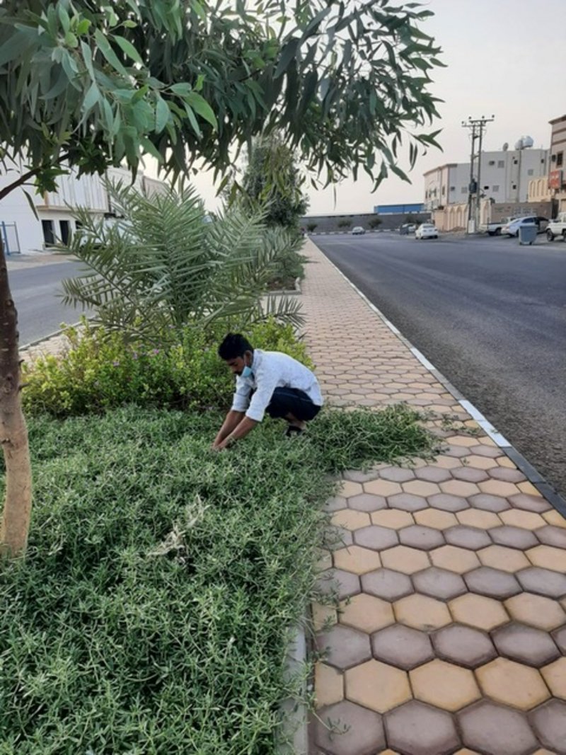 “بلدية العاقول” تطلق مبادرة لغرس 4000 شجرة سدر لتحسين المشهد الحض