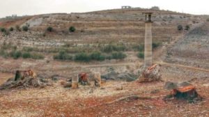 «تحطيب الأشجار» يهدد موسم الزيتون جنوب سوريا