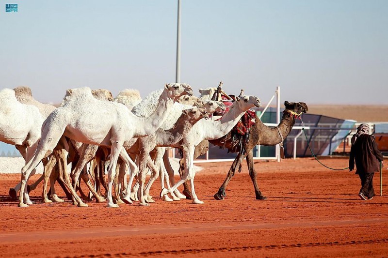 مبيعات سوق الإبل بمهرجان الملك عبدالعزيز للإبل تتخطى المليون – أخبار السعودية