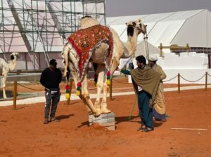 «الهجانة الباكستانية» تستهوي زوار مهرجان الملك عبد العزيز للإبل – أخبار السعودية