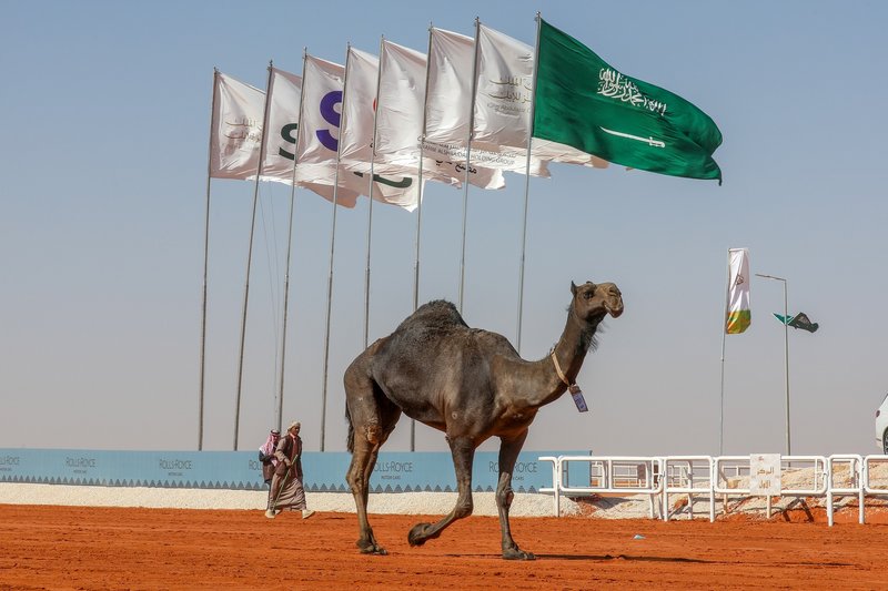 الذاير” تحقق رقمًا قياسيًا واللقب التاسع بمهرجان الإبل