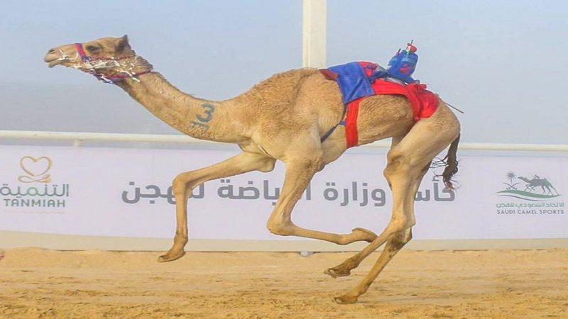 في منافسات اليوم الرابع.. “الصداوي” يُحقق رمز الثنايا المفتوح في