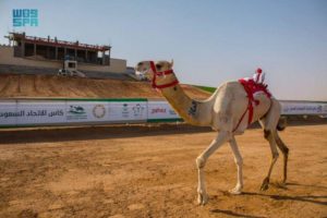 كأس الهجن.. “عوايد” تحقق أفضل توقيت في يوم “الحيل والزمول”