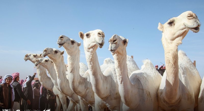 لجنة تحكيم مهرجان الإبل بالصياهد تستعرض شوط الفحل وإنتاجه المجاهي