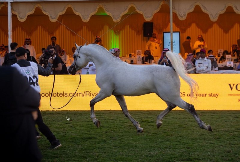 الخيل العربية تعرض جمالها غدًا في مركز الملك عبدالعزيز بديراب