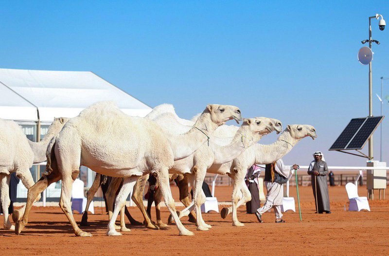 مليون ريال لليوم.. قيمة إيجار الفرديات في مهرجان الإبل تنافس روات