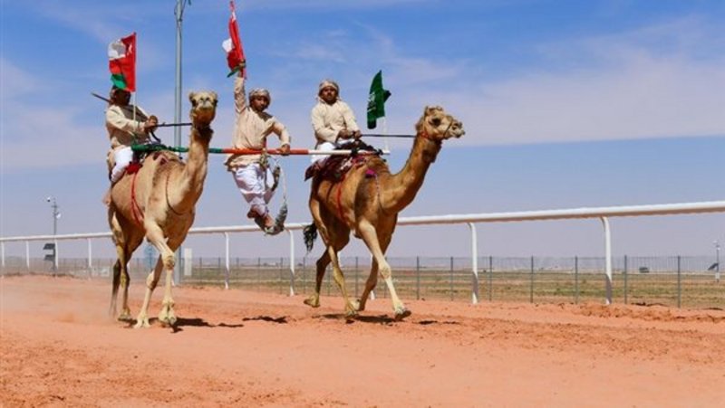 الهجانة العُمانية تواصل عروضها بمهرجان الإبل