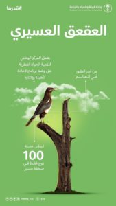 غرامة صيده 100 ألف ريال.. “العقعق العسيري” أندر الطيور بالعالم