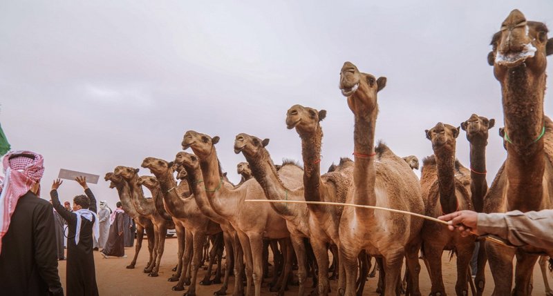 بسبب الأمطار.. تأجيل تحكيم الإبل الشقح والحمر على شلفا ولي العهد