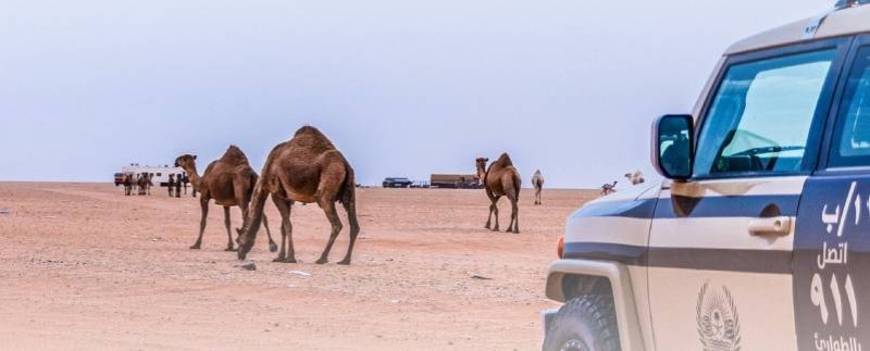 «الأمن البيئي» توقف 4 مواطنين مخالفين لارتكابهم مخالفات رعي – أخبار السعودية