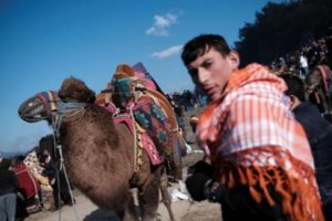 مهرجان مصارعة الهجن في تركيا يثير انتقادات نشطاء حقوق الحيوان