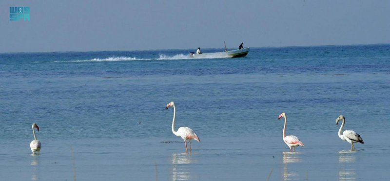 سواحل عسير.. تجربة فريدة تحت الغيوم ووسط أمواج البحر