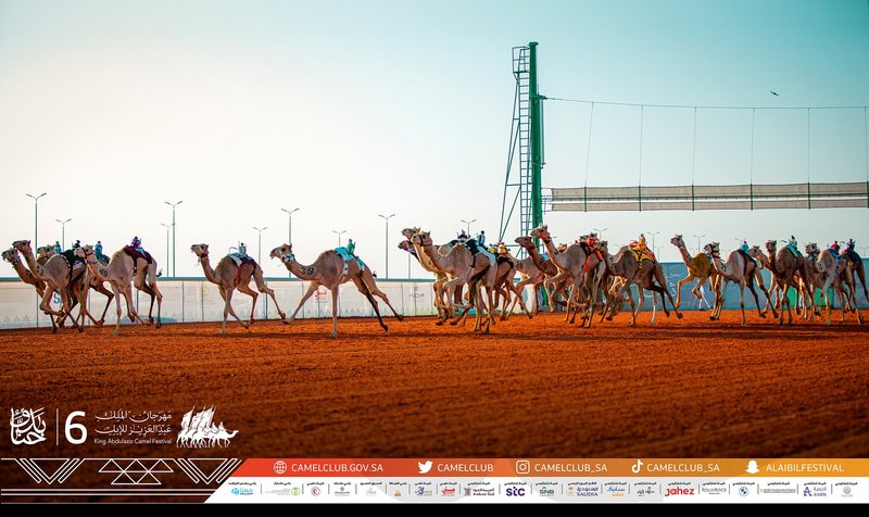 بمشاركة 8068 مطايا من 8 دول .. انطلاق منافسات الهجن في مهرجان الم