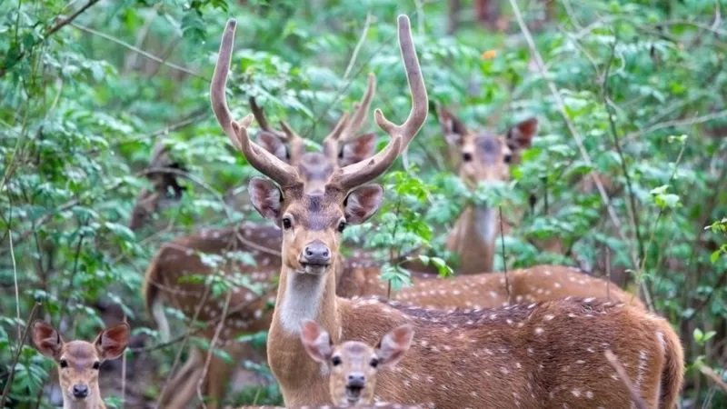 حادث نادر.. غزال يهاجم جنديًّا ويقتله بحديقة القصر الرئاسي في بار