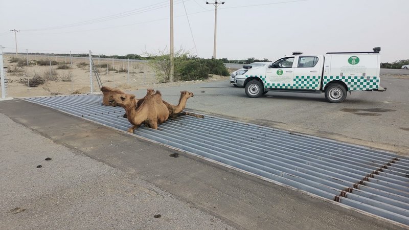 بيئة الليث تباشر واقعة تعرض 8 من الإبل لحادث بجوار الطريق الدولي