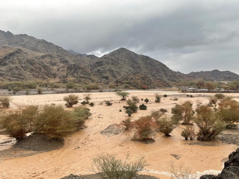 شاهد.. أمطار وسيول على وادي الفرع جنوب المدينة المنورة