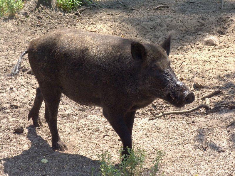 دولة عربية تعدّ خطة لاصطياد وقنص الخنازير للحد من أعدادها المتزاي