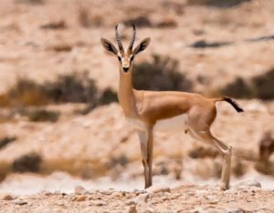 هيئة تطوير محمية الإمام تركي تَحُد من الرعي الجائر والاحتطاب والص