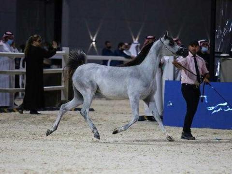 «ترف» تتألق في مهرجان الجواد العربي بالدرعية