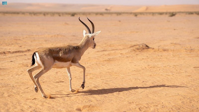 محمية الإمام تركي بن عبدالله تعيد توطين عدد من الغزلان والمها وال