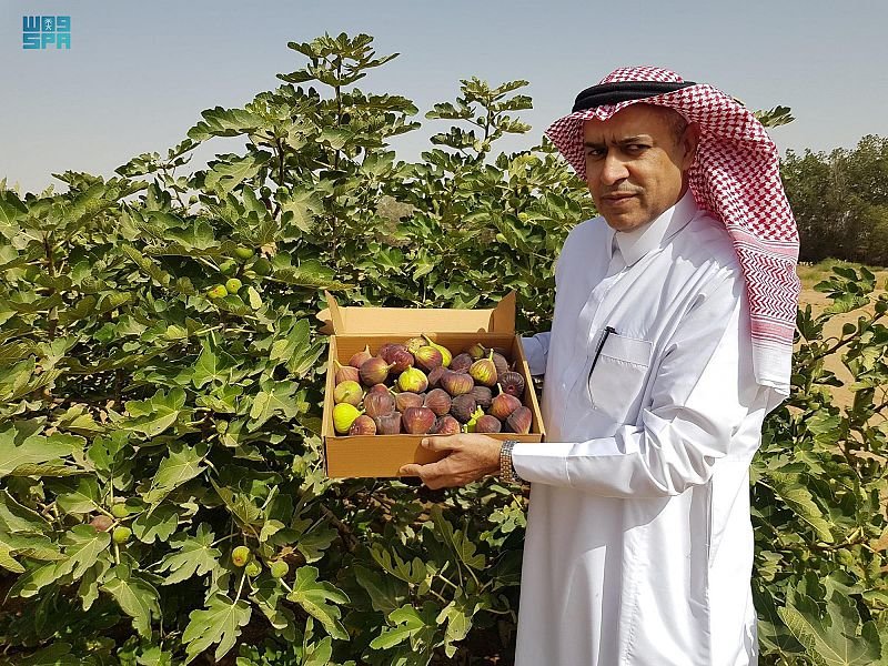 صندوق فاخر بـ12 ريالًا.. “تين وادي الدواسر”.. فوائد لك وتحد للمست