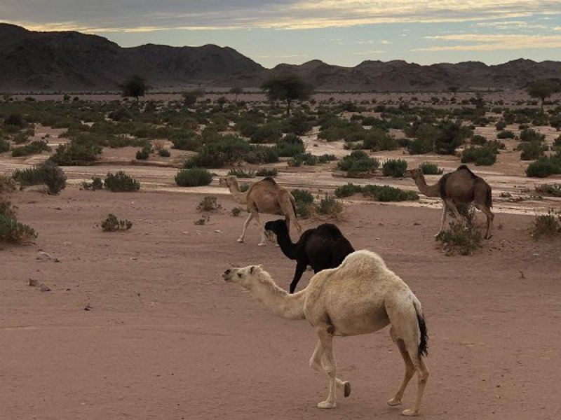 “الكريزية” أيقونة التنزه والرعي بـ “حناكية المدينة”.. والمصير في