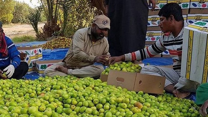 تدشين مهرجان عبري وادي الدواسر.. غدًا