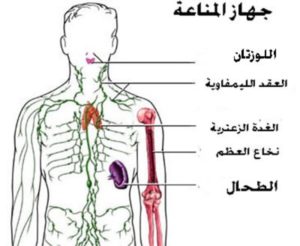 مشروب شائع ولكن.. قلل منه لتقوية جهازك المناعي