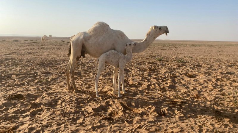 تبدأ بـ “معشّر” وتنتهي بـ “عشراء”.. تعرَّف على دورة إنتاج الإبل‎‎