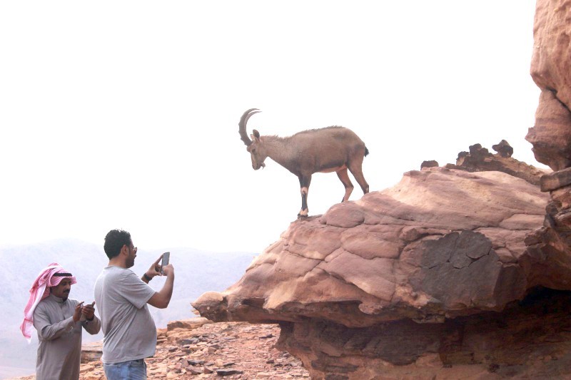 الإنسان