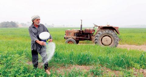 الجفاف يهدّد أرزّ العنبر العراقي