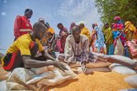 السودان: منظمة الفاو تكثف جهود الاستجابة لتفاقم انعدام الأمن الغذائي الحاد