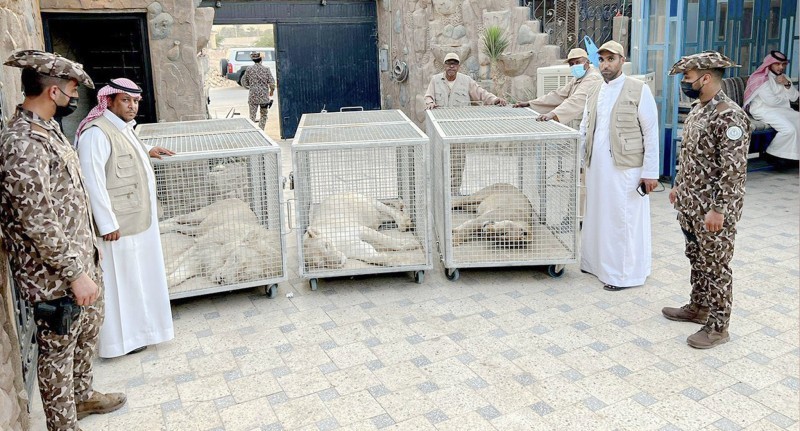 مليونا والسجن 10 سنوات.. عقوبة حيازة الكائنات المهددة بالانقراض – أخبار السعودية