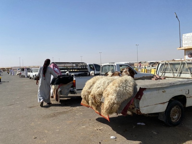 «البيئة» تطلق خدمة الحجز الإلكتروني في 8 مواقع لبيع الأضاحي في مدينة الرياض – أخبار السعودية