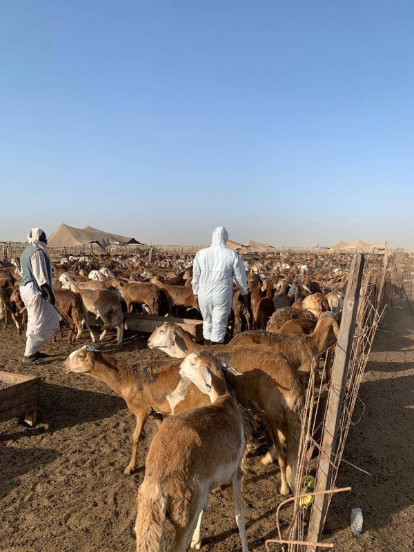 فسح 2.15 مليون أضحية في ميناء جدة الإسلامي – أخبار السعودية