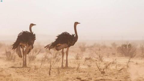 محمية سعودية تحتضن أكبر نعام بالعالم