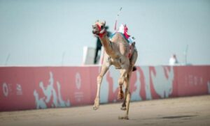 أجزاءُ الثانية تحسمُ فوزَ القعود «لاضي» في مهرجان ولي العهد للهجن