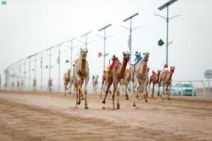 «مهرجان ولي العهد للهجن»: «نوّارة»… الأسرع في سباقات «المفاريد»