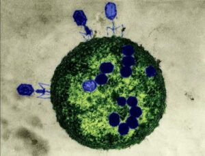 باحثون: فيروسات «العاثيات» العملاقة قد تساعدنا بمحاربة مقاومة المضادات الحيوية