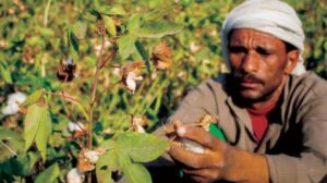 «الذهب الأبيض» المصري… من «فقدان المكانة» إلى محاولة «استعادتها»