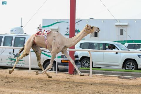 «مهرجان ولي العهد»: «المتحدة» تفوز بالأسرع لفئة الحيل… والهجن الإماراتية تواصل إبداعاتها