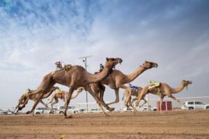 القعود «عناد» الأسرع وهجن الشحانية تتألق في «مهرجان ولي العهد»