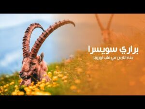 براري سويسرا جنة الأرض في قلب اوروبا | كويست عربية Quest Arabiya