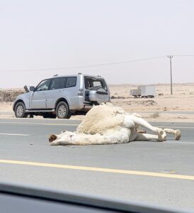 الجِمال السائبة تهدد سالكي طريق حائل – الروضة بالموت – أخبار السعودية