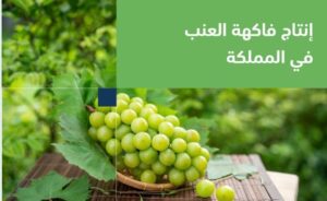 «البيئة»: السعودية تنتج 101 ألف طن من العنب سنويا – أخبار السعودية