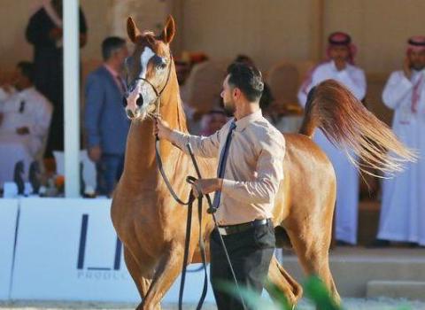 ليالي السيد تخطف ذهبية المهرات في «جمال الخيل العربي»